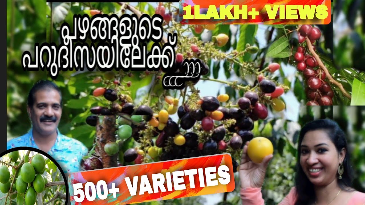 എണ്ണിയാൽ തീരാത്ത പഴച്ചെടികളുടെ ശേഖരം|Veliyath gardens |Perumbavoor|Kerala|Sreekumar Menon