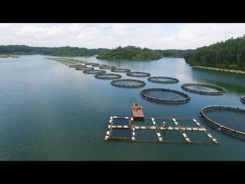 Technological Development Leads To Lots Of Environmental Issues - Aquaculture and the environment