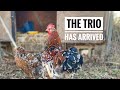 Cochin Bantam Chickens Come To The Farm - Chicken Coop Refurbish