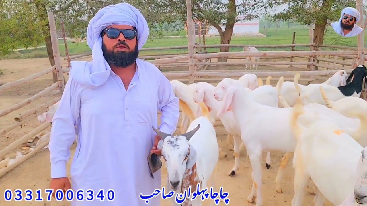 سیلاب کی وجہ سے موجودہ قیمت 13000 روپے مے March 8, 2026 ویڈیو سچ پہ مبنی بکرا اینڈ مندرا فارم 