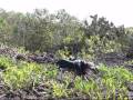 Frigate Birds Fighting in Galapagos