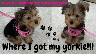 WHERE I GOT MY YORKIE | HOW I FOUND MY BREEDER | THE WHOLE PROCESS AND COMMUNICATION | YORKIE PUPPY
