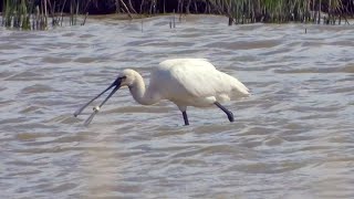 Goldcliff Birding #195 Spoonbill, Avocet, Swift 4K