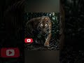 Jungle never forgets… it only waits 😡#animation #viral #fyp #explore #tiger