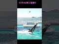 シャチーズ、サブから登場、ランちゃん珍しく空振り、#shorts