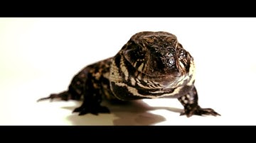 Bedrijfsvideo reptielen speciaalzaak