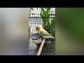 LOVEBIRD BIOLA PB EUWING BETINA