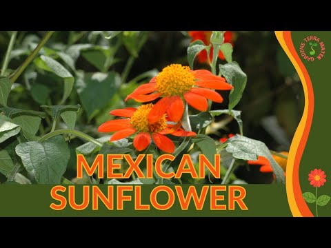 Video: Mexican Sunflower Care - Information om Tithonia mexikanska solrosväxter