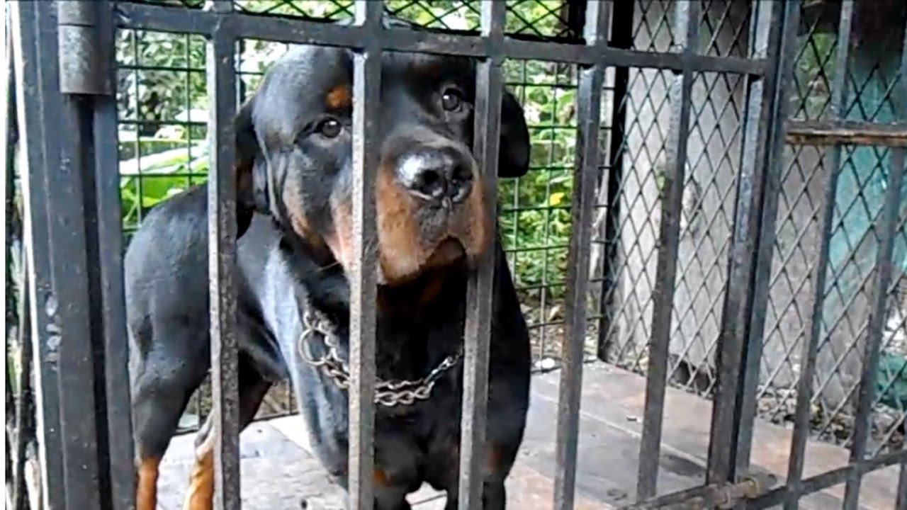 rottweiler cage