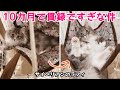 小さい頃を思い出し、ハンモックが恋しくなってしまった猫がこちらです｜Siberian Cat in a hammock【サイベリアンのラフィ#120】