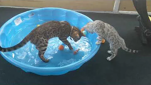 Video 10372061: bengal cat water, bengal cat playing