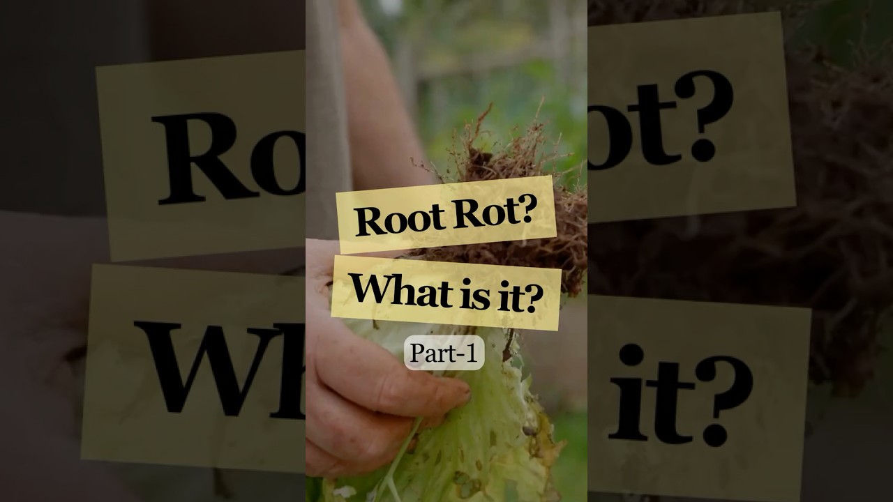 Root Rot Symptoms & Fixes | Save Your Indoor Plants Fast! | Plant Rescue Tips – Ecofynd