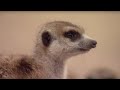 Learn the Meerkat Language! | BBC Earth