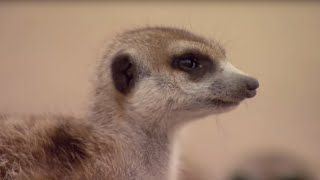 Learn the Meerkat Language! | BBC Earth