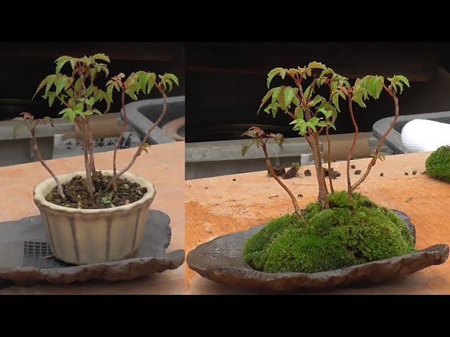 三河盆栽　ハゼ　盆栽 Replanting the moss-laying chief's hazel - YouTube