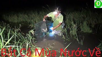 197  Cách Bắt Cá Đầu Mùa Của Người Dân Miền Tây | Đất Phương Nam