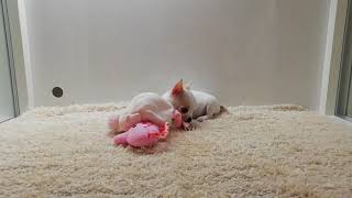 スムースコートチワワ　女の子　2020224生まれ