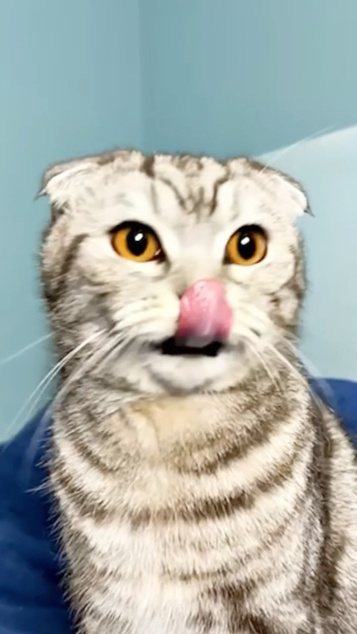 КОТИК В ШОКЕ!???