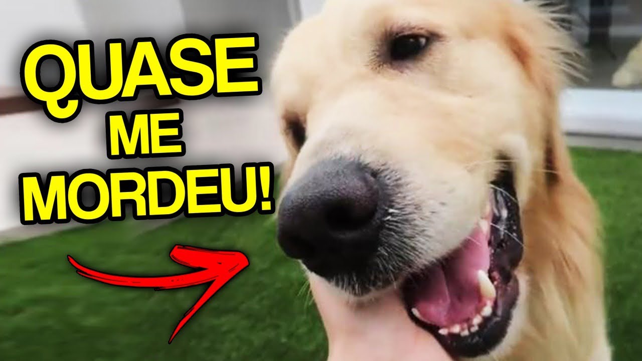 O cachorro quase me mordeu Clearance