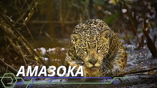 Дикая природа Амазонки | National Geographic | Документальный фильм