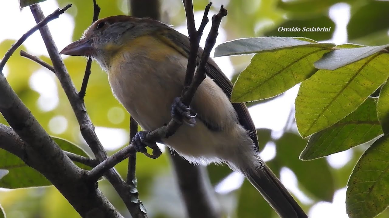PITIGUARI livre na natureza (CYCLARHIS GUJANENSIS), RUFOUSBROWED PEPPERSHRIKE, AVE CANORA