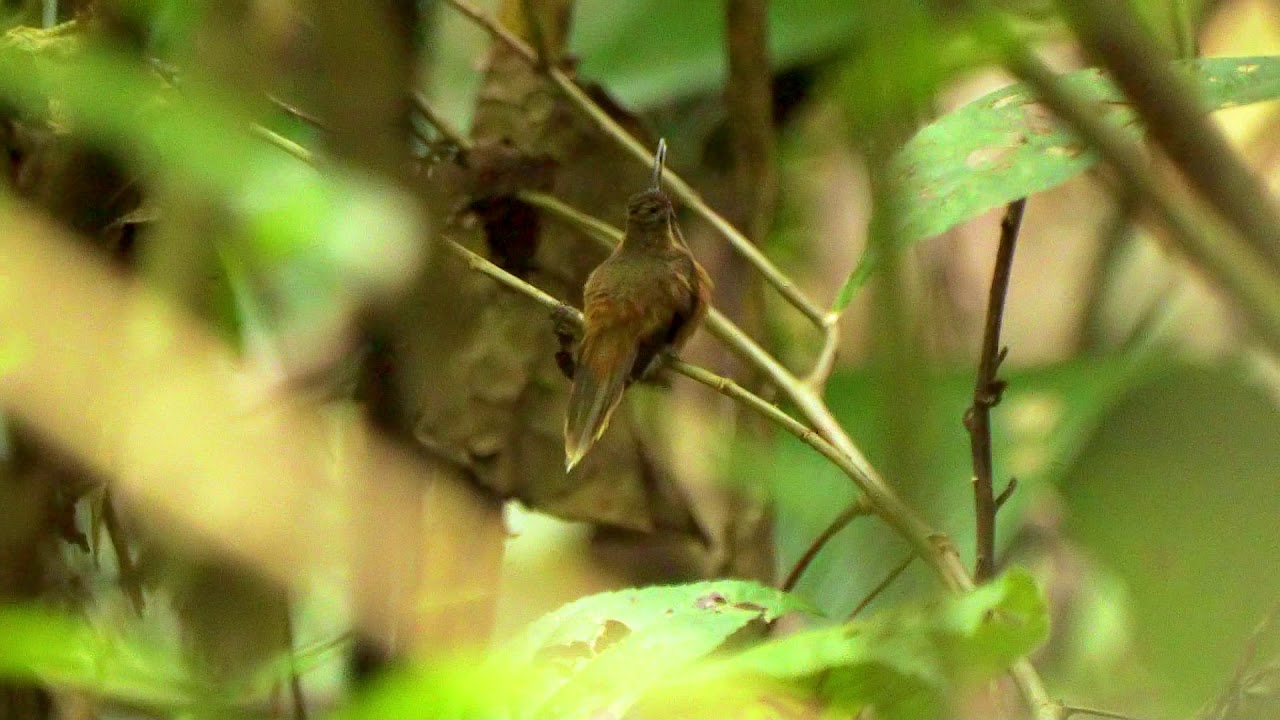 27 03 Stripe-throated Hermit 