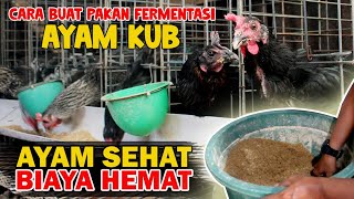 Pakan Fermentasi  Ayam Kampung, Solusi Menekan Biaya Peternakan!