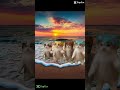 Dancing Minecraft cats #shorts #cats #minecraft #beach