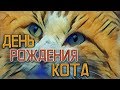 ДЕНЬ РОЖДЕНИЯ КОТА! ✦ КОТОЖИЗНЬ! 5 декабря 2017