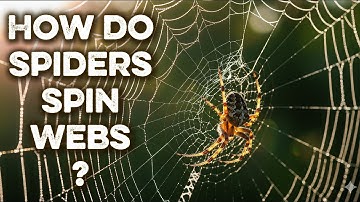 How Do Spiders Spin Webs? | You Won’t Believe How Strong Spider Silk Is! 🧠 Brain Tenacity