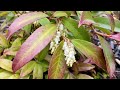 Coast leucothoe rejoyce in blooms 4k  april 28 2024