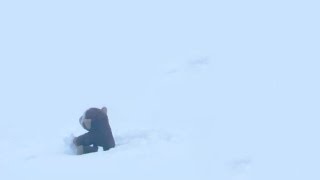 Monkey in the Snow