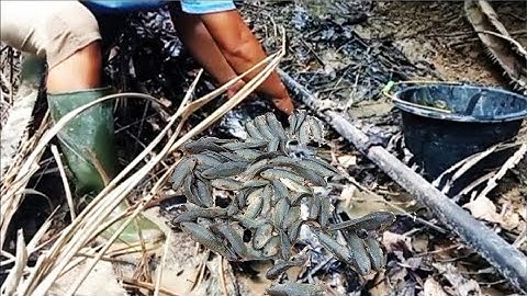 Nguras Kubangan Pinggir Sungai, Tak Di Sangka Banyak Ikan Nya. Auto Panen Ikan.