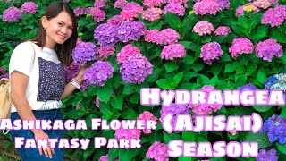 Hydrangea (Ajisai) Season in Ashikaga Flower park & Gongendo Park