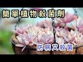 【天天小花農】家裡準備一瓶“它”，既能消毒殺菌，又能促進花苞生長