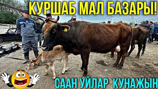 СААН УЙЛАР КУНАЖЫН БУКА ЭРКЕК УРГААЧЫ ТОРПОК БААЛАРЫ 🤯 #байтв