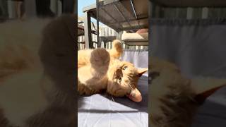 Yelich Sleeping! #shorts #short #fypシ #fypシ゚viral #reels #relatable #trending #tiktok #cat #cats #yt