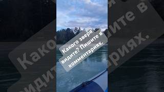 Алтайский край #бирюзовая Катунь #прогулка на лодке #путешествия#2024 #shorts # journey