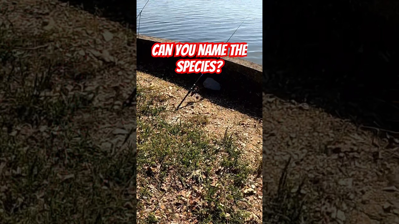 Can you name the species? 