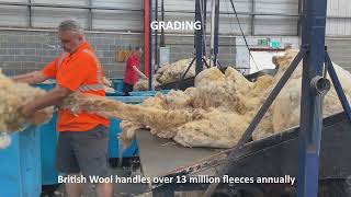 Grading wool at British Wool