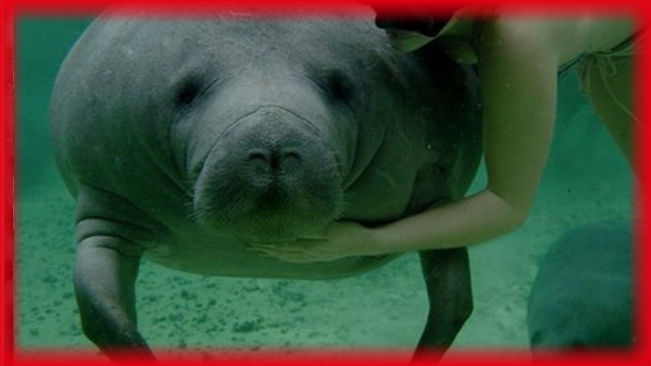 衝撃 世界で最も足の遅い動物ランキングtop10 Youtube