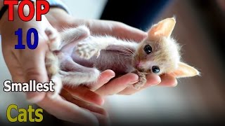 Top 10 smallest cat breeds | Top 10 animals