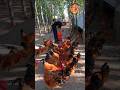 How to Golden mishri farming (#74) 🧺🐓 #shorts #shortsfeed #shortsvideo #viralvideo