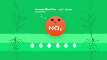 THe difference netween NH4 und NO3