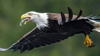 Not AI! Hungry Eagles Eating in Mid Air - Yes Its a Thing 