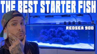 The 'BEST' Starter Fish to keep While your Tank is Cycling!