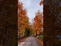 Is this the dreamiest autumn drive ever? 🍁 #fall #scenery