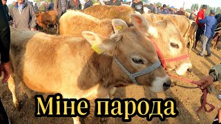 МАЛ БАЗАР МЕРКІ 11.05.2023 ІРІ ҚАРА БАҒАЛАРЫ