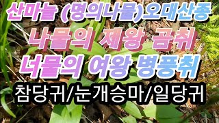 [약초]유친과 나물 산행/강원도/산마늘 (명의나물)오대산종/병풍취/참당귀/곰취/눈개승마/일당귀/표고버섯/큰연영초/붉은 병꽃나무/노루삼/백작약/엄나무/독활