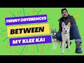 Funny differences between my alaskan klee kai dogs